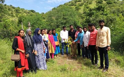 Tree plantation